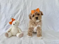 Tigger, a male Shih Tzu and Poodle - Toy  for sale in Elkton, KY – 1 of 1