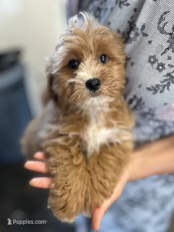 Sunny – Shihpoo puppy for sale in Elkton, KY