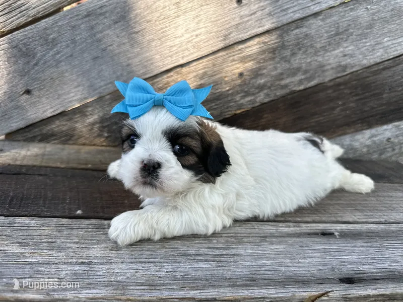 Teddy – Shih Tzu puppy for sale in Elkton, KY