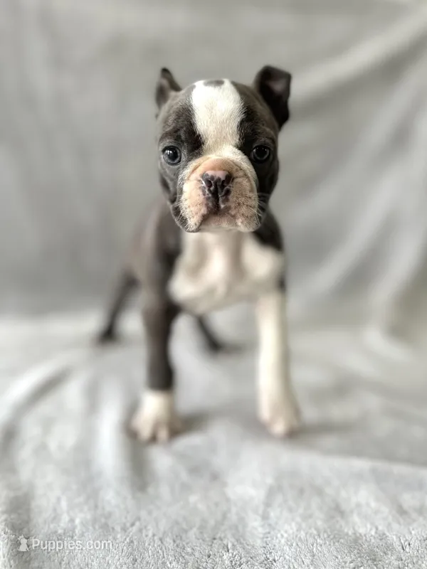 Bluey – Boston Terrier puppy for sale in Elkton, KY