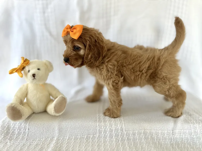 Charlie  – Cockapoo puppy for sale in Elkton, KY