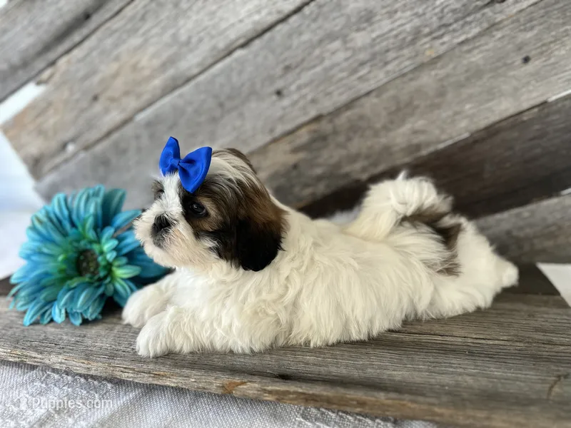 Teddy – Shih Tzu puppy for sale in Elkton, KY