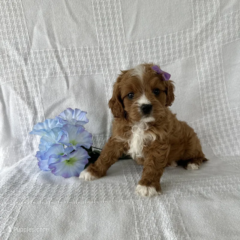 Ralph – Cavapoo puppy for sale in Elkton, KY