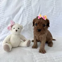 Betty, a female Cavapoo for sale in Elkton, KY – 1 of 1