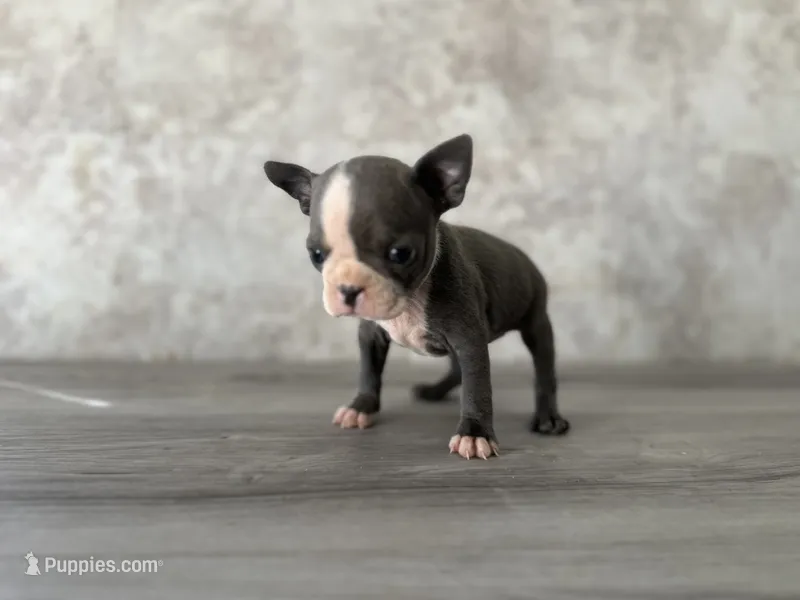 Ruby – Boston Terrier puppy for sale in Elkton, KY