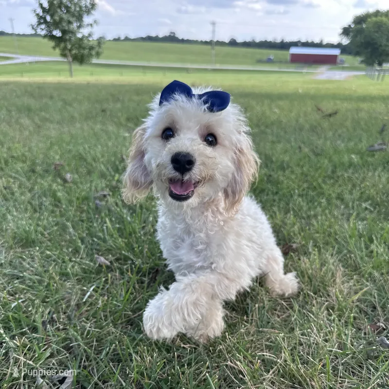 Robby – Bichon Frise, Bichpoo puppy for sale in Elkton, KY