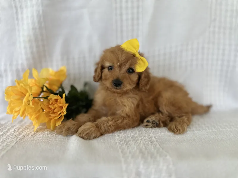 Justin – Cavapoo puppy for sale in Elkton, KY
