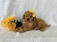Justin, a male Cavapoo for sale in Elkton, KY – 1 of 1