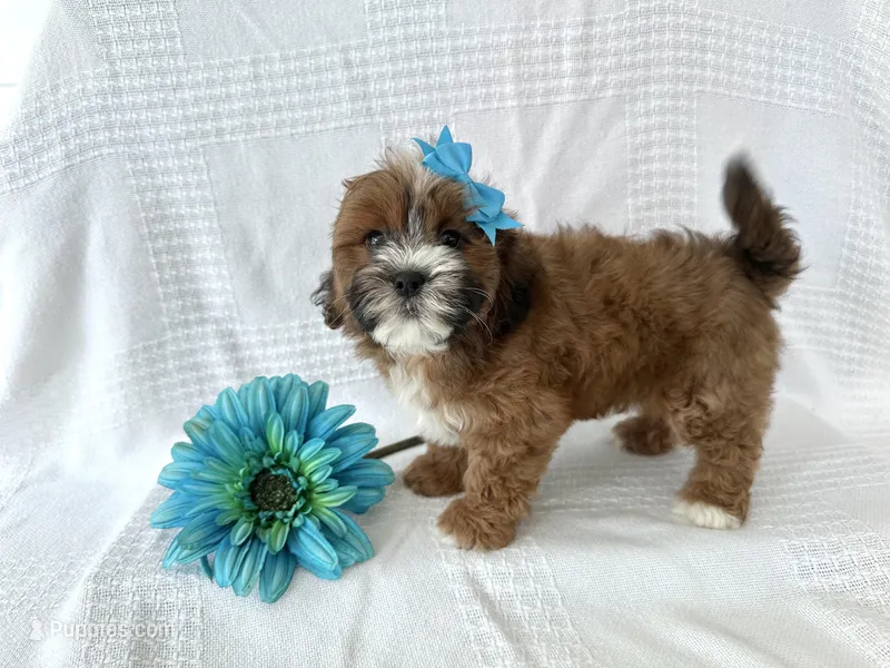 Buster – Shih Tzu, Poodle - Toy  puppy for sale in Elkton, KY