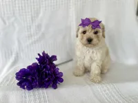 Chloe, a female Poodle - Toy  and Bichpoo for sale in Elkton, KY – 3 of 6