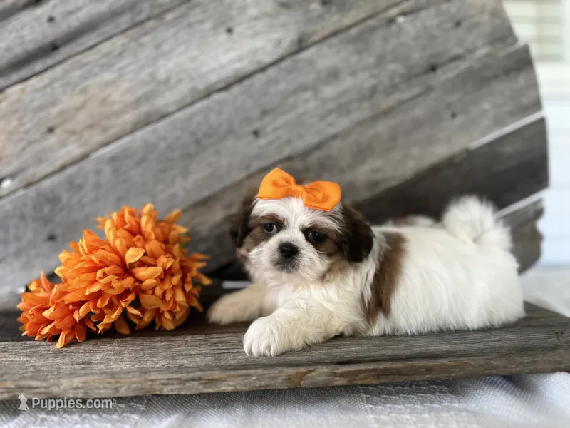 Tate – Shih Tzu puppy for sale in Elkton, KY