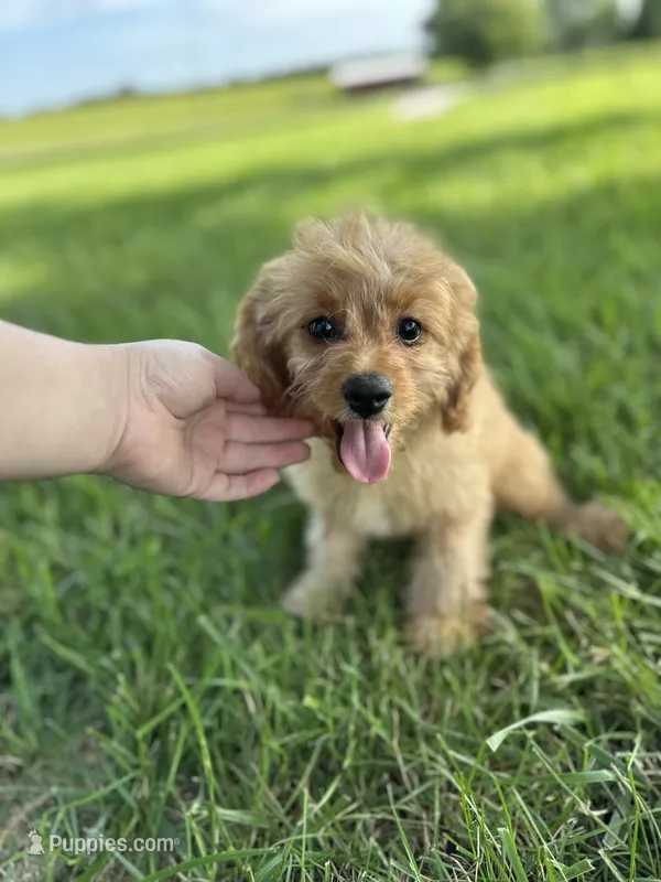Jared – Cavapoo puppy for sale in Elkton, KY