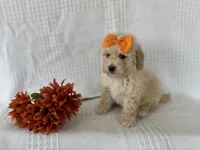 Cooper, a male Poodle - Toy  and Bichpoo for sale in Elkton, KY – 1 of 1