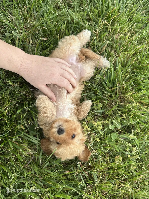 Stella – Poodle - Toy  puppy for sale in Elkton, KY