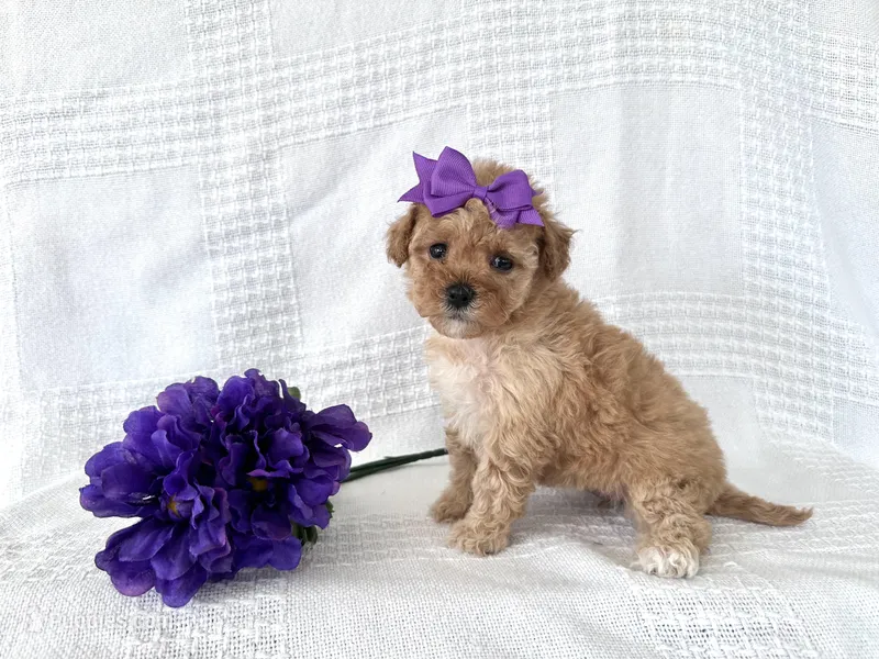 Stella – Poodle - Toy  puppy for sale in Elkton, KY