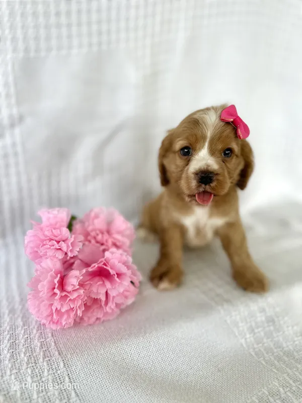 Lizzy – Cocker Spaniel puppy for sale in Elkton, KY