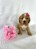 Lizzy, a female Cocker Spaniel for sale in Elkton, KY – 1 of 1