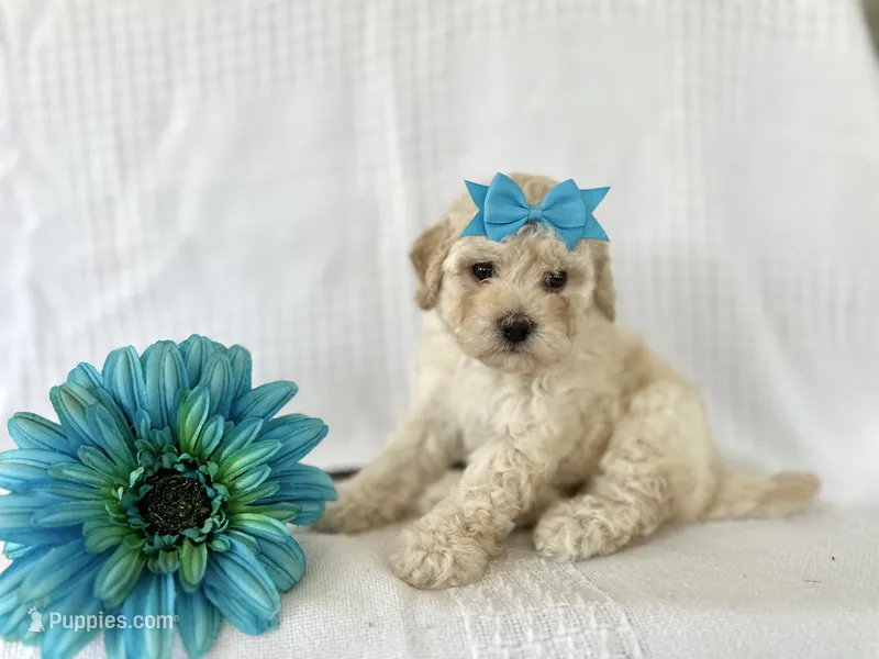 Charlie – Poodle - Toy , Bichpoo puppy for sale in Elkton, KY