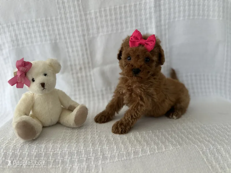 Tori – Poodle - Toy  puppy for sale in Elkton, KY