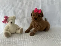 Tori, a female Poodle - Toy  for sale in Elkton, KY – 1 of 1