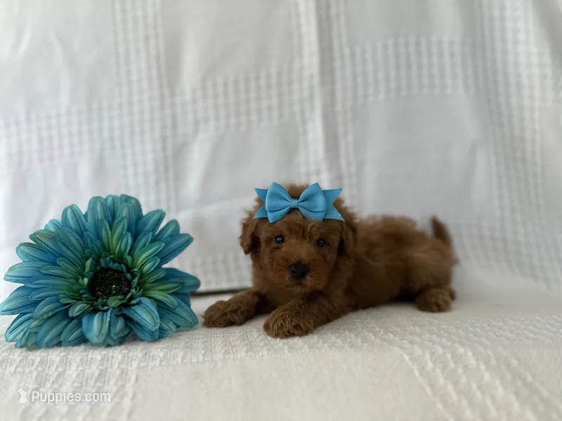Tucker – Poodle - Toy  puppy for sale in Elkton, KY