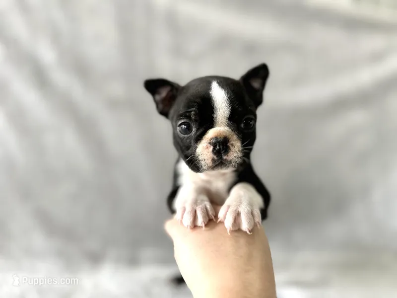 Oreo – Boston Terrier puppy for sale in Elkton, KY