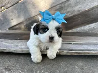 Teddy, a male Shih Tzu for sale in Elkton, KY – 3 of 3