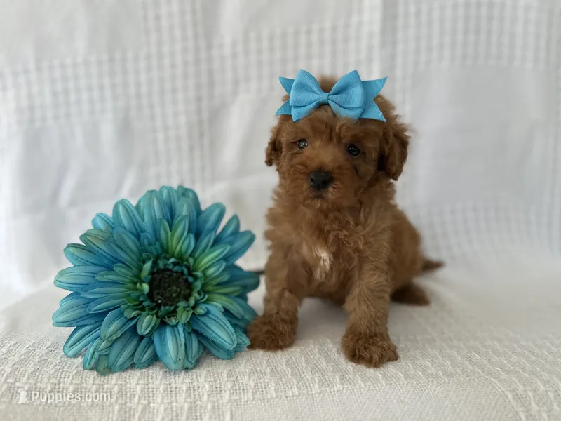Tucker – Poodle - Toy  puppy for sale in Elkton, KY