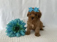 Tucker, a male Poodle - Toy  for sale in Elkton, KY – 1 of 1