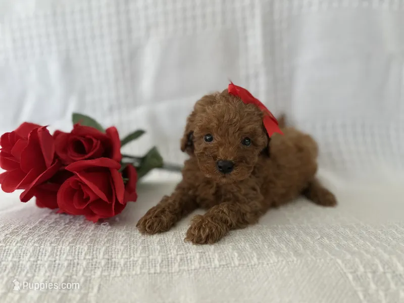 Teddy – Poodle - Toy  puppy for sale in Elkton, KY