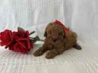 Teddy, a male Poodle - Toy  for sale in Elkton, KY – 1 of 1