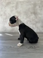 Rosie, a female Boston Terrier for sale in Elkton, KY – 6 of 7