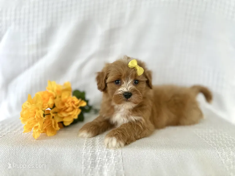Sunny – Shihpoo puppy for sale in Elkton, KY