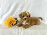 Sunny, a male Shihpoo for sale in Elkton, KY – 1 of 1