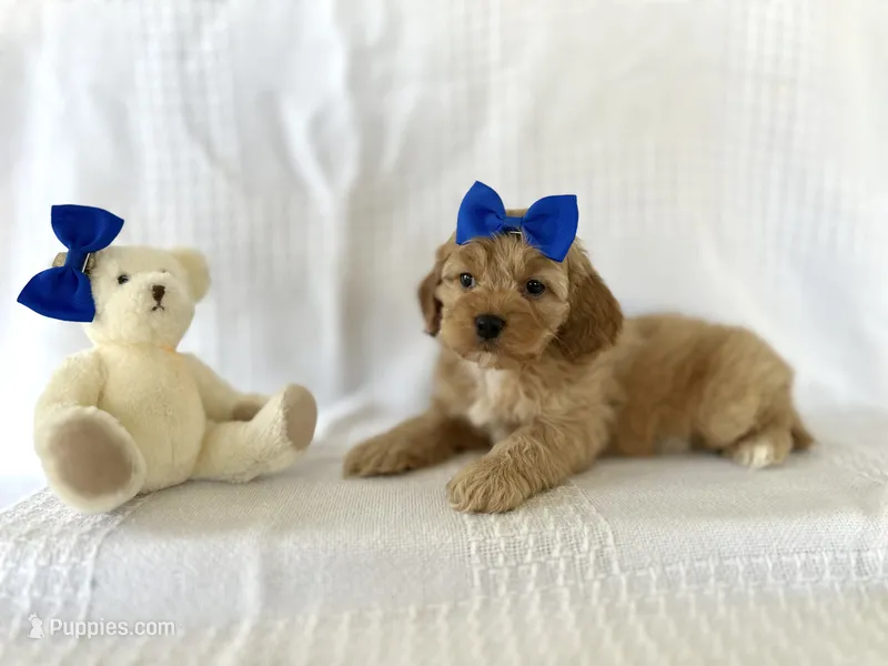 Cooper – Cockapoo puppy for sale in Elkton, KY