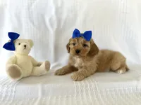 Cooper, a male Cockapoo for sale in Elkton, KY – 1 of 1