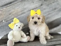 Robby, a male Bichon Frise and Bichpoo for sale in Elkton, KY – 1 of 1