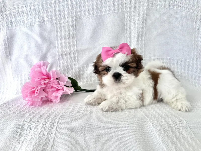 Biscuit – Shih Tzu puppy for sale in Elkton, KY