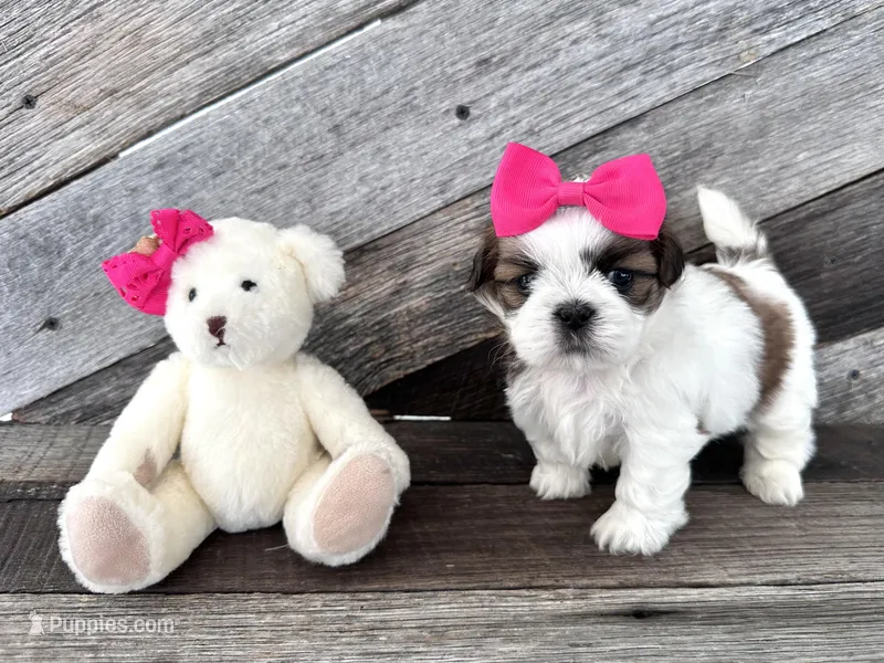 Biscuit – Shih Tzu puppy for sale in Elkton, KY