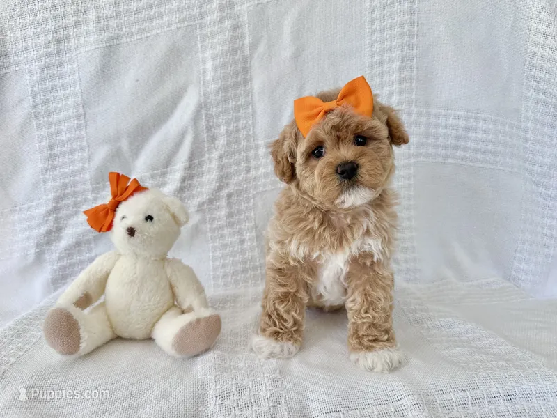 Tigger – Shih Tzu, Poodle - Toy  puppy on hold in Elkton, KY