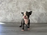 Ruby, a female Boston Terrier for sale in Elkton, KY – 3 of 5