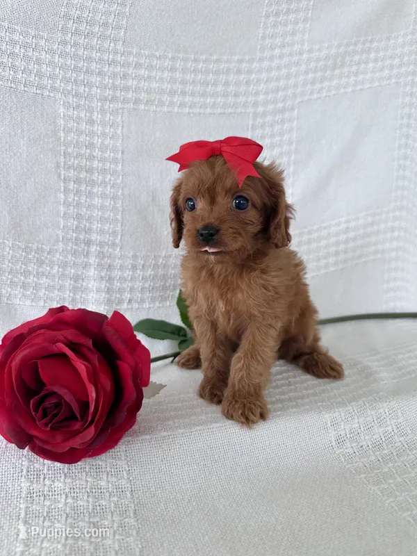 Shawn – Cavapoo puppy for sale in Elkton, KY