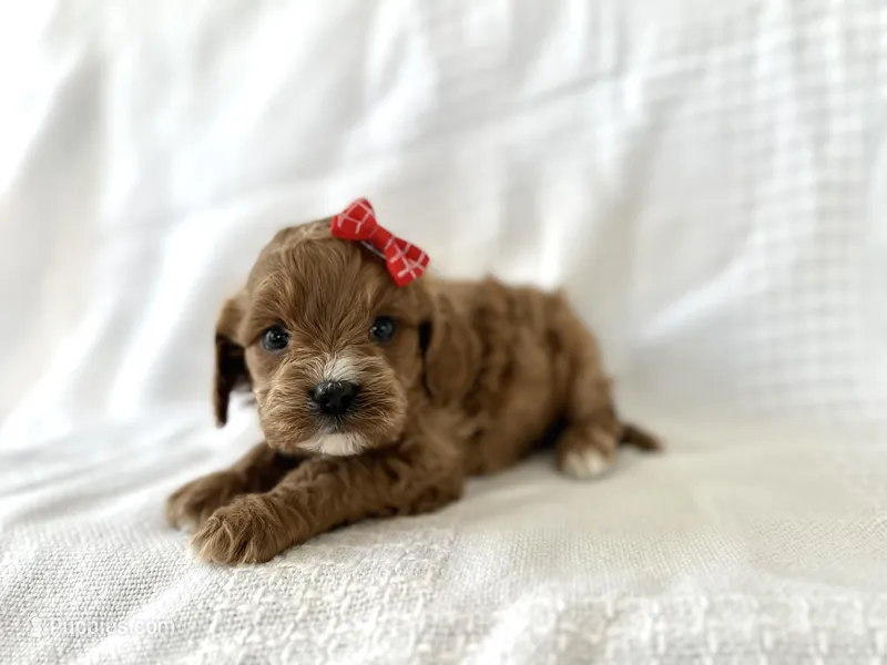 Red – Cavapoo puppy for sale in Elkton, KY