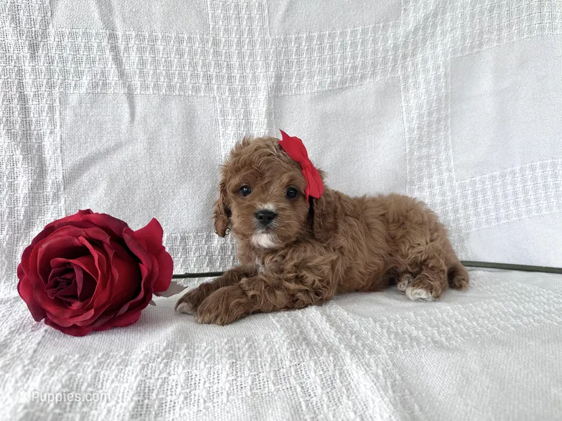 Red – Cavapoo puppy for sale in Elkton, KY
