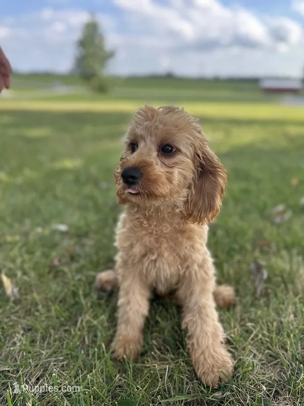 Jayden – Cavapoo puppy for sale in Elkton, KY