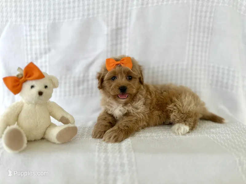 Simon – Shihpoo puppy for sale in Elkton, KY