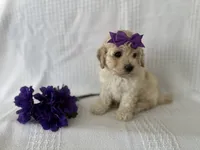 Chloe, a female Poodle - Toy  and Bichpoo for sale in Elkton, KY – 6 of 6