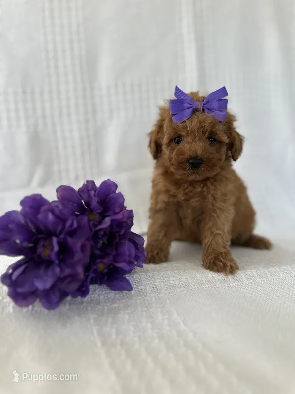 Tiffany – Poodle - Toy  puppy for sale in Elkton, KY