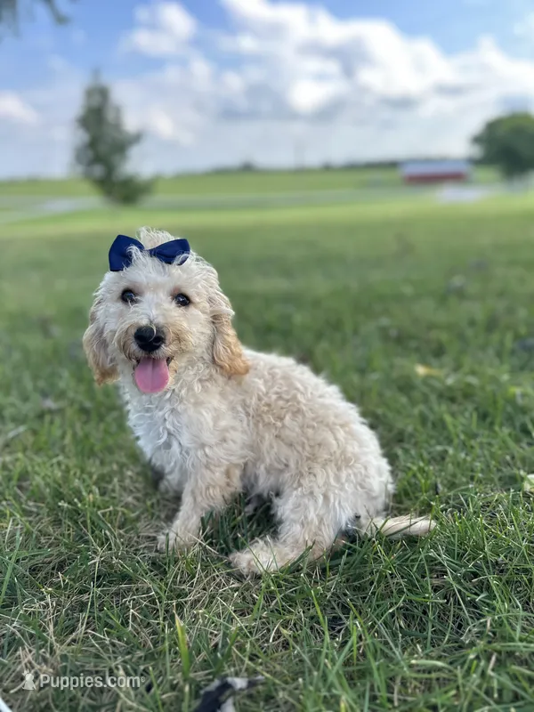 Rusty – Bichon Frise, Poodle - Toy  puppy for sale in Elkton, KY