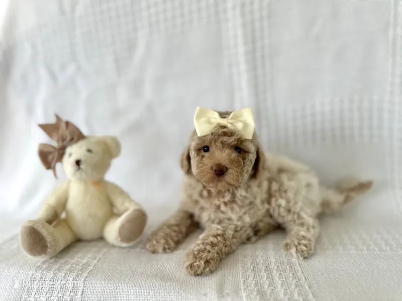 Cinnamon – Poodle - Toy , Bichpoo puppy for sale in Elkton, KY